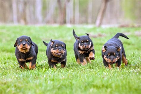 rottweiler dog price